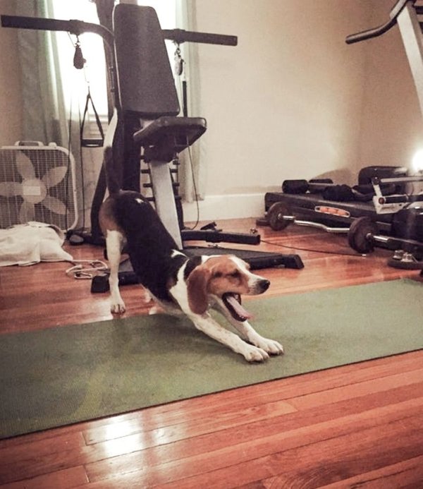 Pets Also Have Morning Routines (20 pics)