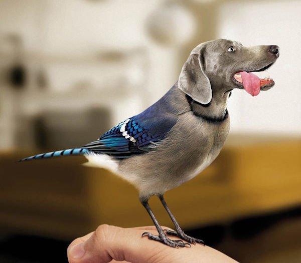 Funny Photoshop (38 pics)