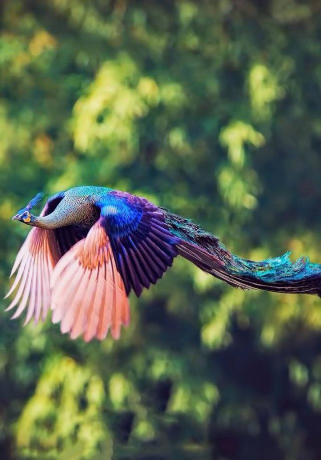 Amazing Pictures (45 pics)