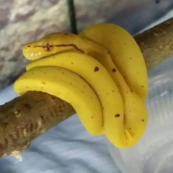 Acid Picdump 1 (84 pics)