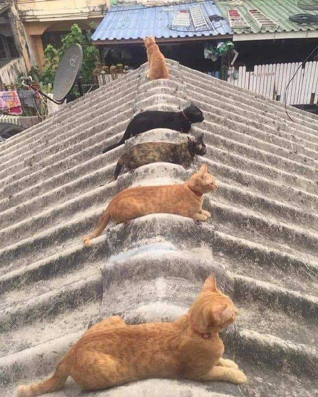 Acid Picdump 1 (84 pics)