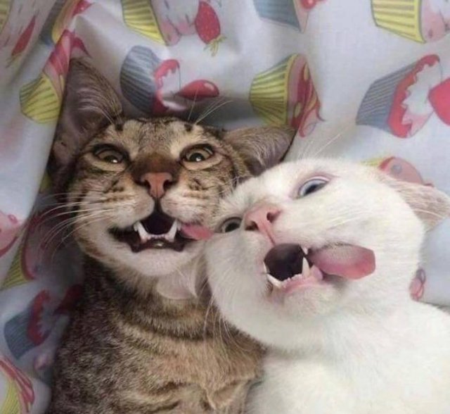Acid Picdump 1 (84 pics)