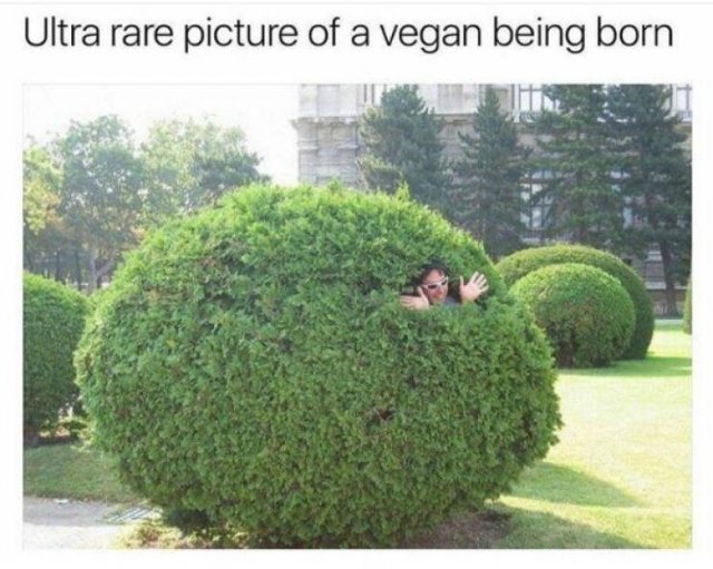Random Funny Memes (51 pics)