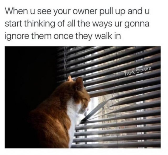 Random Funny Memes (51 pics)