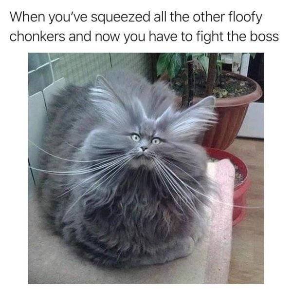 Random Funny Memes (51 pics)