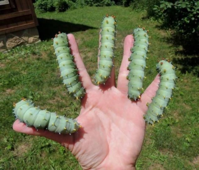Acid Picdump 1 (84 pics)