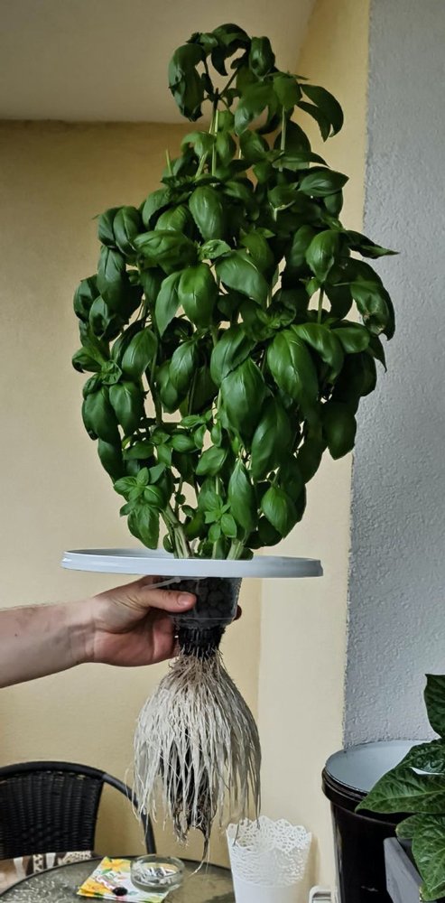 People Who Perfected In Gardening (20 pics)