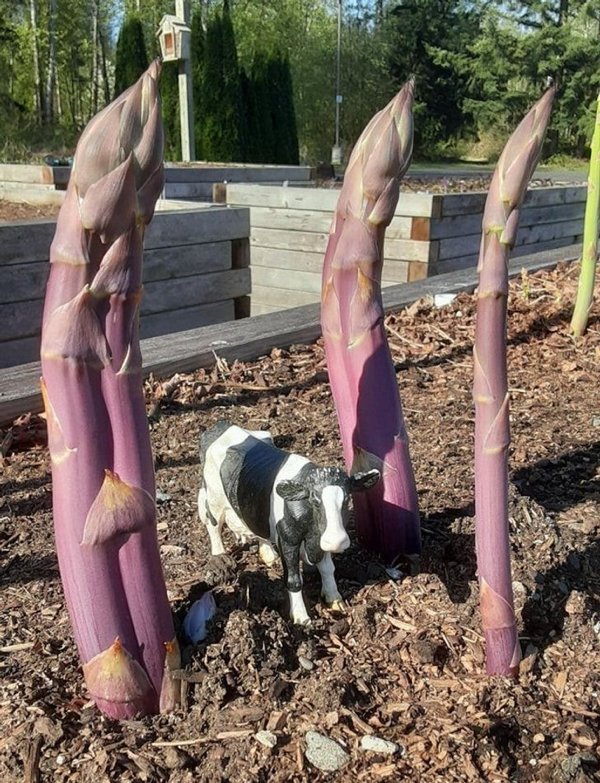 People Who Perfected In Gardening (20 pics)
