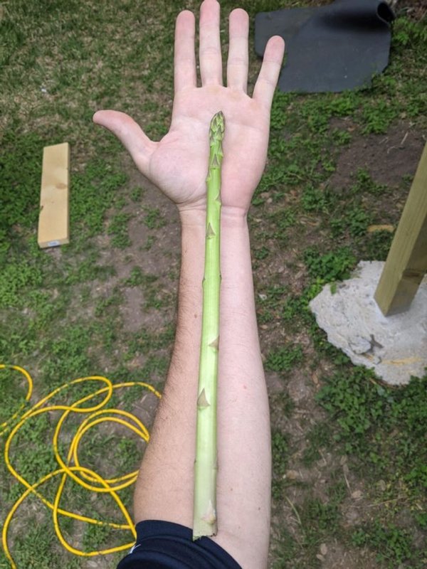 People Who Perfected In Gardening (20 pics)