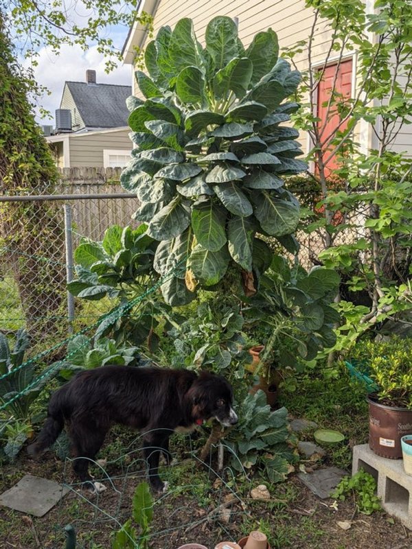 People Who Perfected In Gardening (20 pics)
