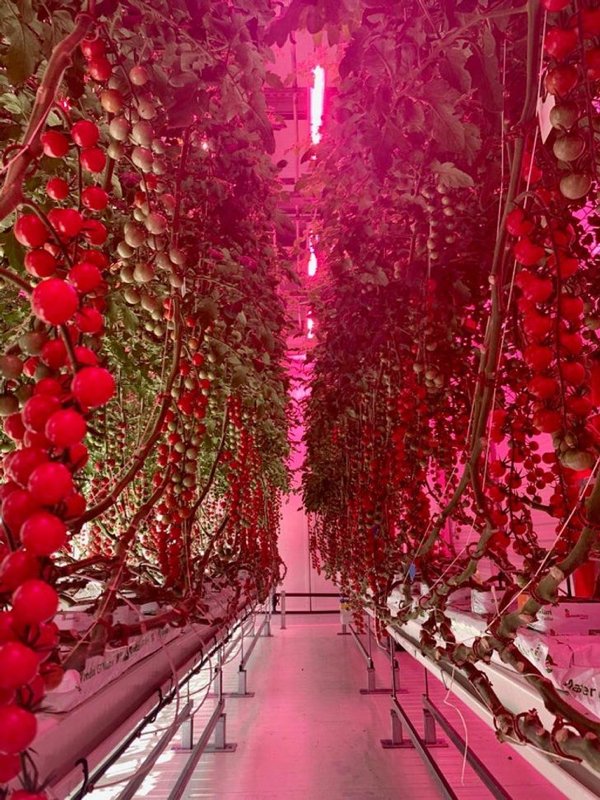 People Who Perfected In Gardening (20 pics)