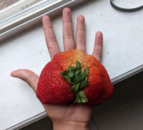 People Who Perfected In Gardening (20 pics)