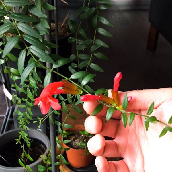 People Who Perfected In Gardening (20 pics)