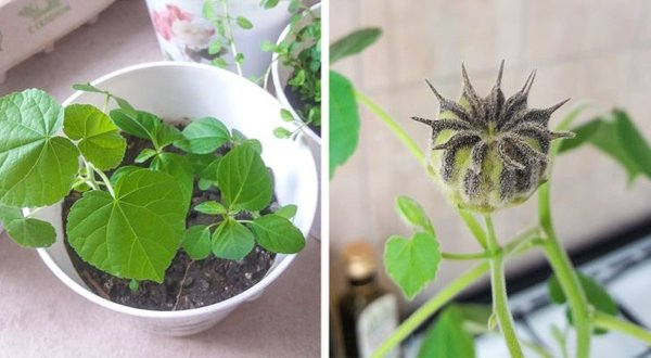 People Who Perfected In Gardening (20 pics)