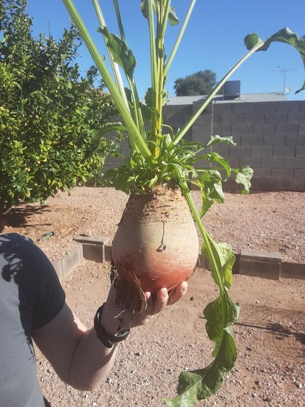 People Who Perfected In Gardening (20 pics)