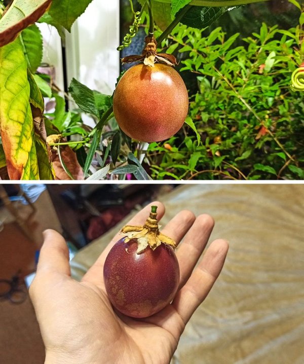 People Who Perfected In Gardening (20 pics)
