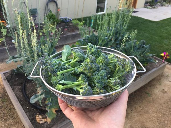 People Who Perfected In Gardening (20 pics)