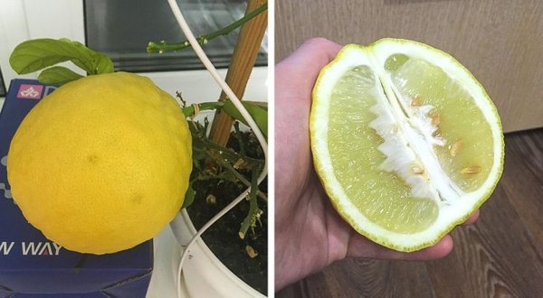 People Who Perfected In Gardening (20 pics)