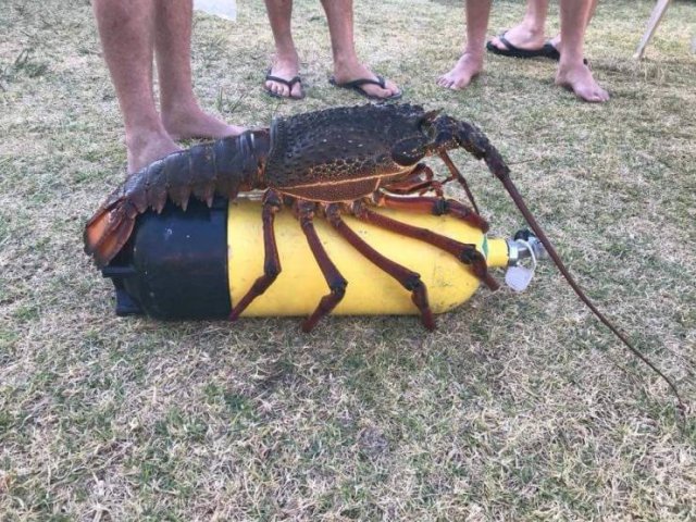 Acid Picdump 1 (84 pics)