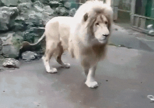 Acid Gifdump, June 3 (25 gifs)