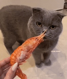 Acid Gifdump, June 3 (25 gifs)