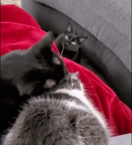 Acid Gifdump, June 3 (25 gifs)