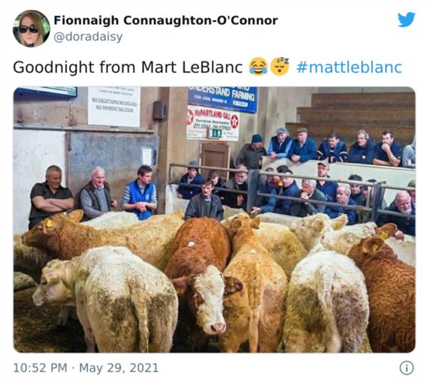 Matt LeBlanc Humor (35 pics)