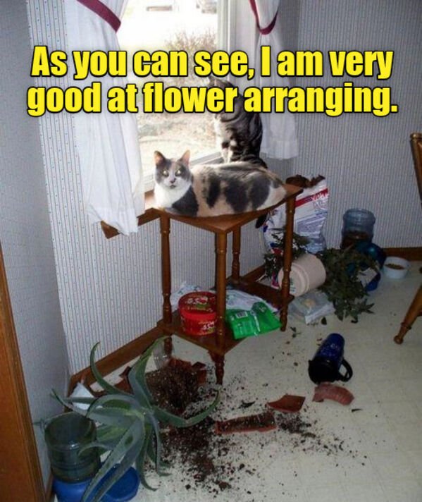 Hilarious Cats (25 pics)