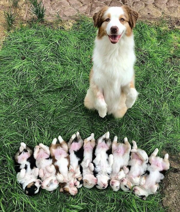 Cute Puppies (35 pics)