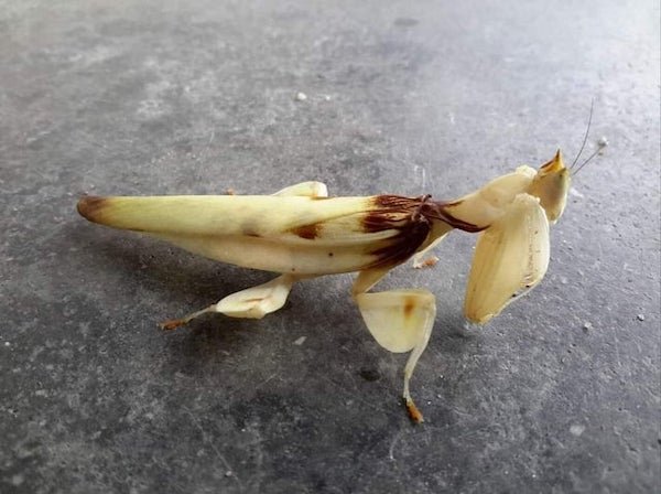 Things That Look Like Food (33 pics) Things That Look Like Food (33 pics)