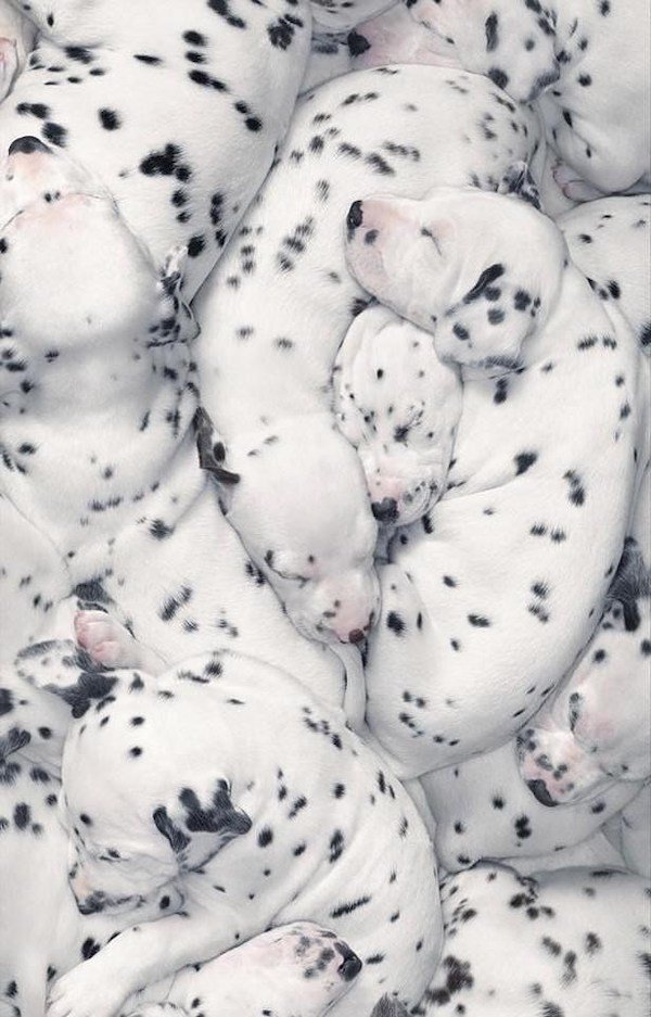 Things That Look Like Food (33 pics) Things That Look Like Food (33 pics)
