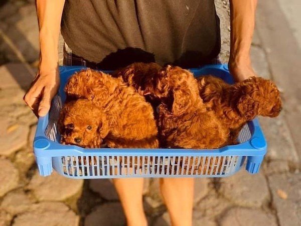 Things That Look Like Food (33 pics) Things That Look Like Food (33 pics)