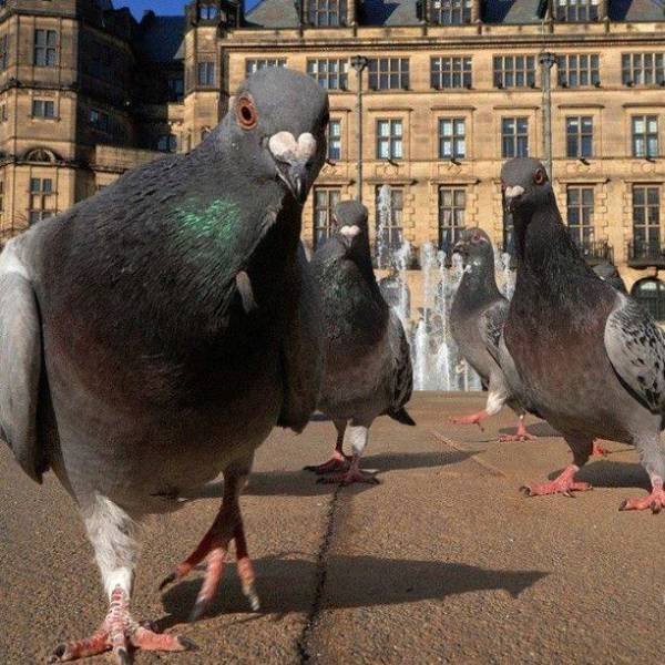 Acid Picdump 2 (83 pics)