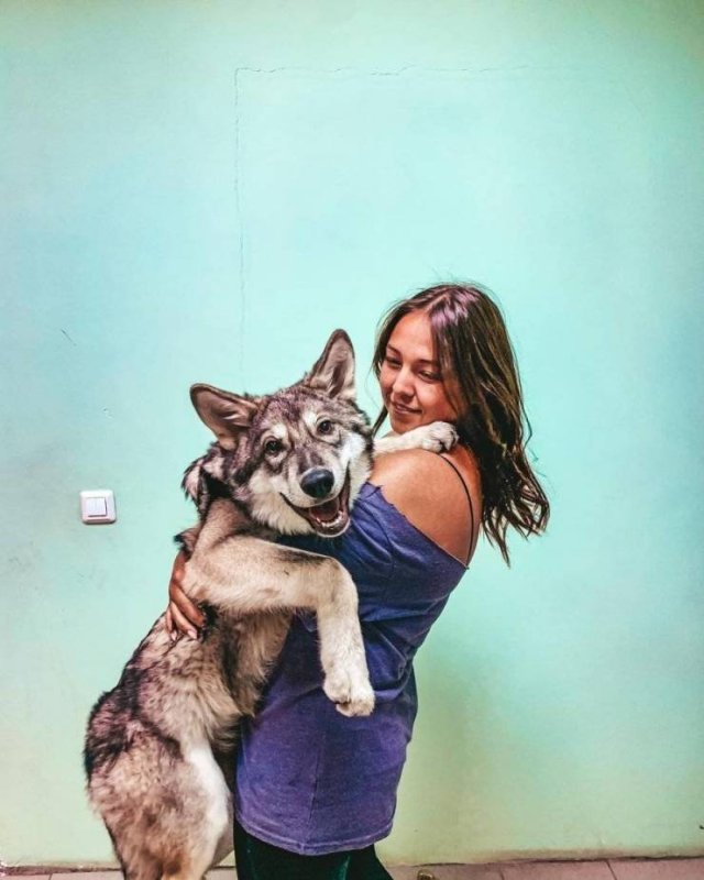 Woman And Wolf Become Inseparable Friends (19 pics)