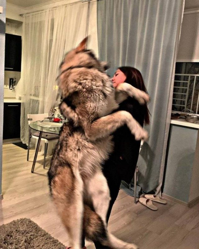 Woman And Wolf Become Inseparable Friends (19 pics)