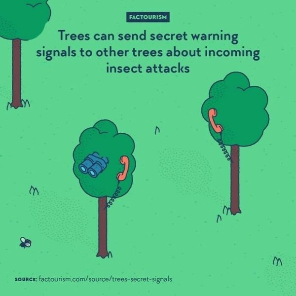 Intriguing Facts (32 pics)