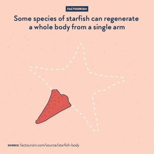 Intriguing Facts (32 pics)