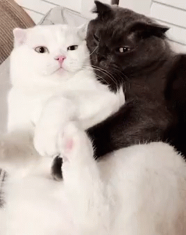 Acid Gifdump, June 9 (25 gifs)