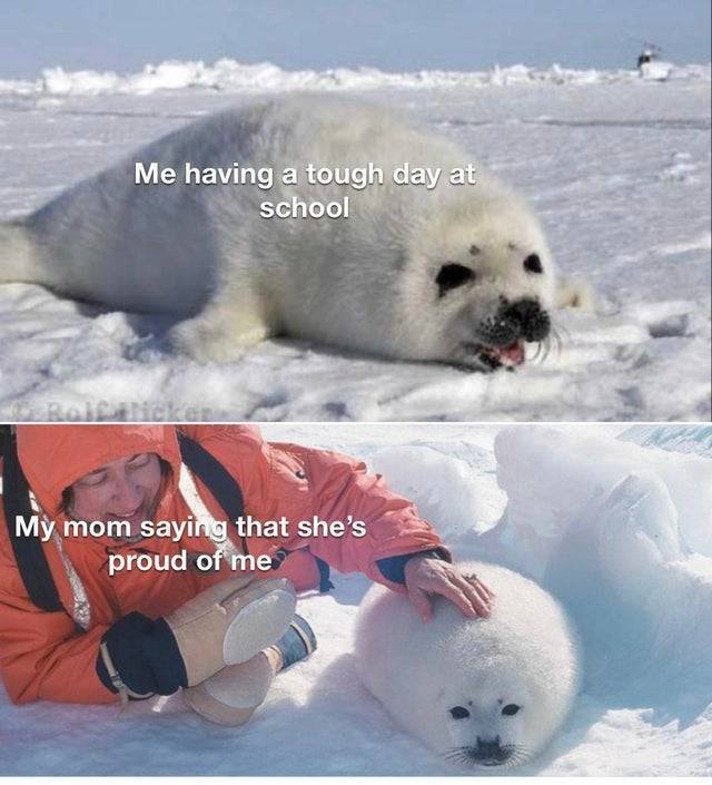 Wholesome Memes (40 pics)
