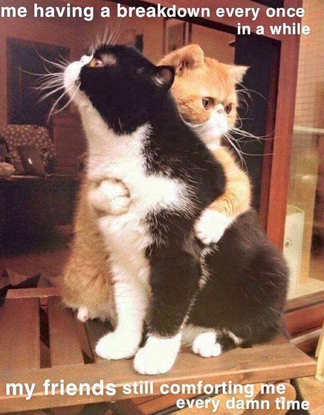 Wholesome Memes (40 pics)