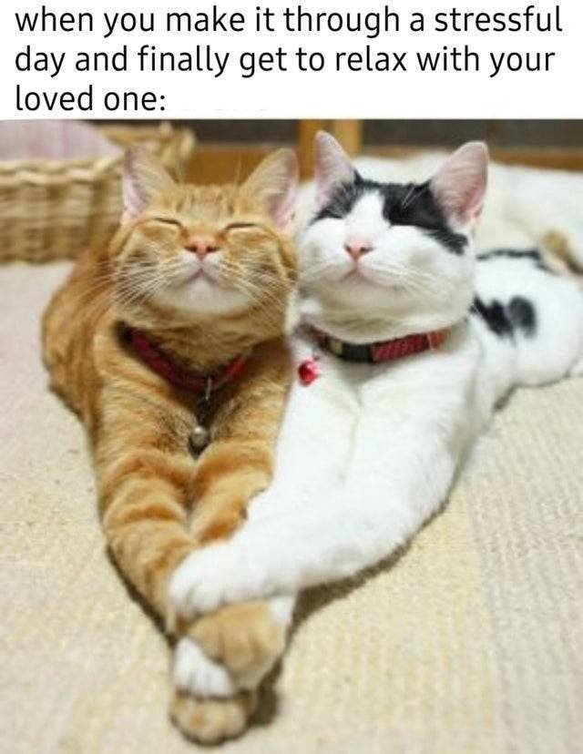 Wholesome Memes (40 pics)