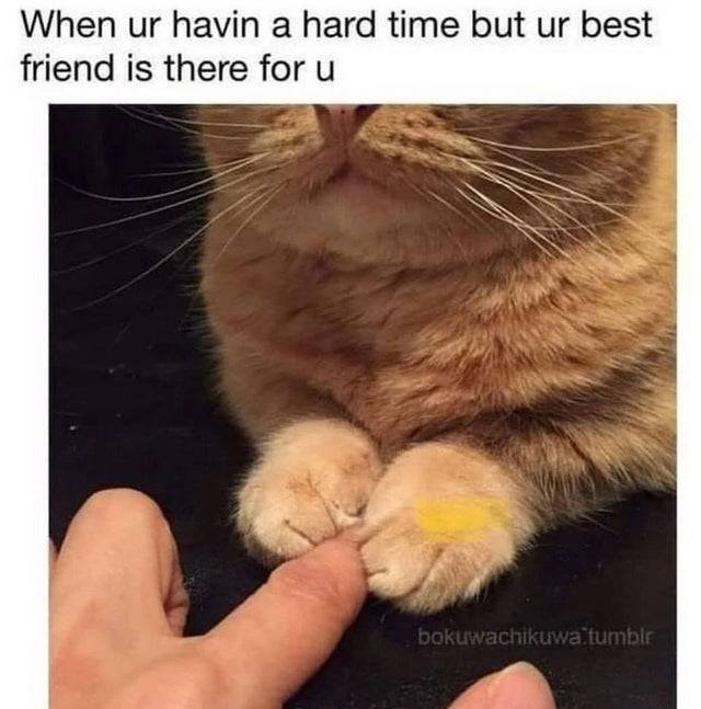 Wholesome Memes (40 pics)