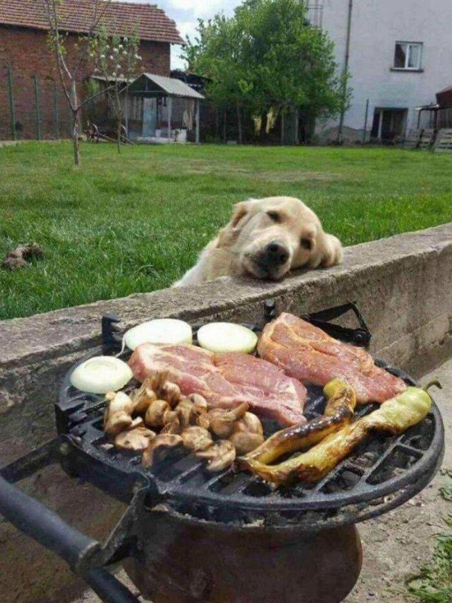 Funny Dogs (47 pics)