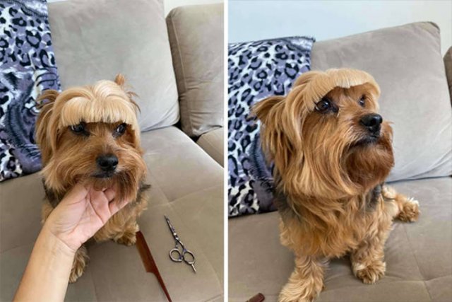 Funny Dogs (47 pics)
