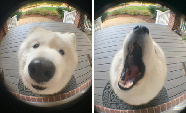 Funny Dogs (47 pics)