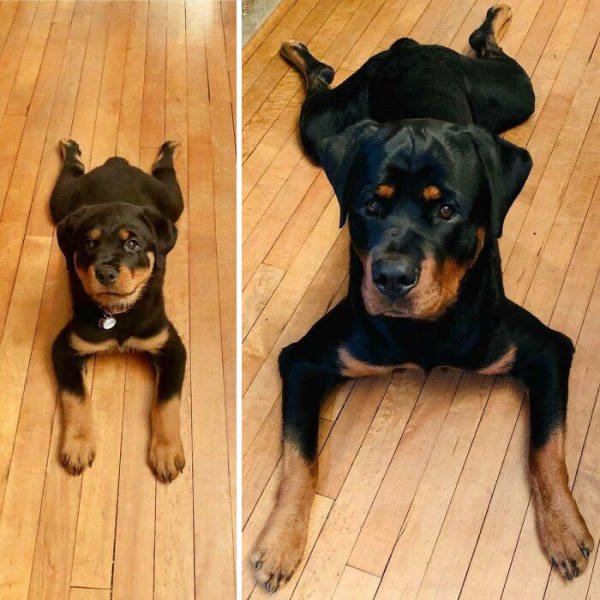 Funny Dogs (47 pics)