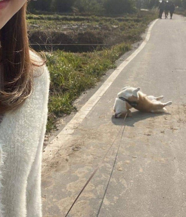 Funny Dogs (47 pics)