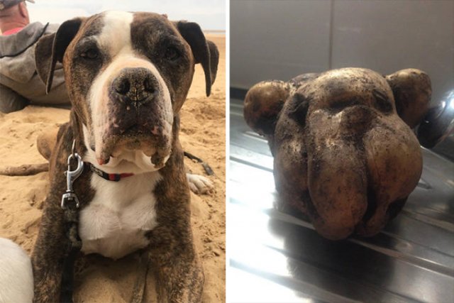 Funny Dogs (47 pics)