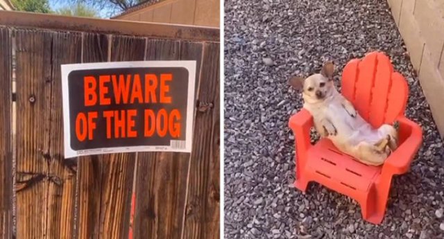 Funny Dogs (47 pics)