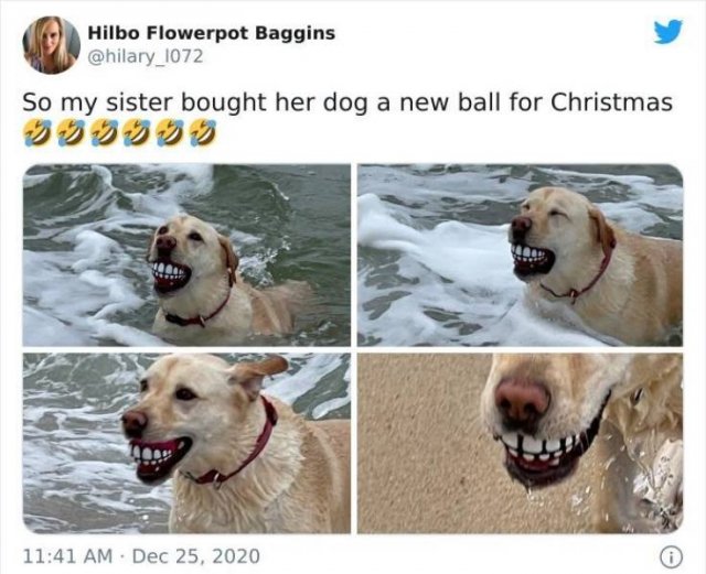 Funny Dogs (47 pics)